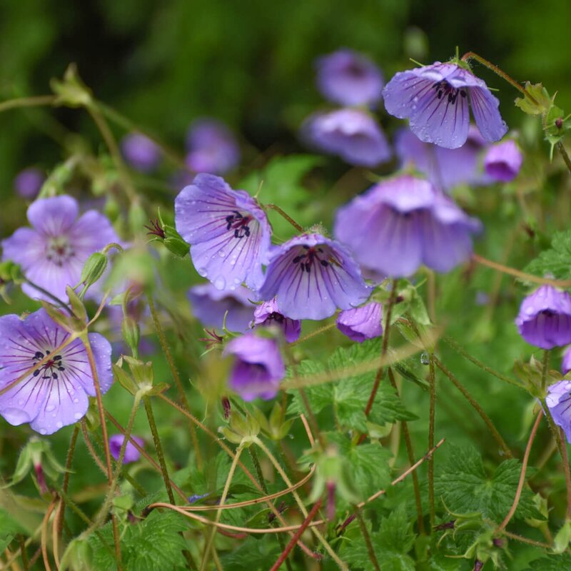 Storchschnabel, blauviolett STARKL